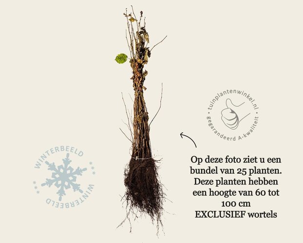 Corylus avellana - blote wortel