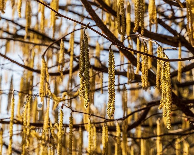 Corylus avellana - blote wortel