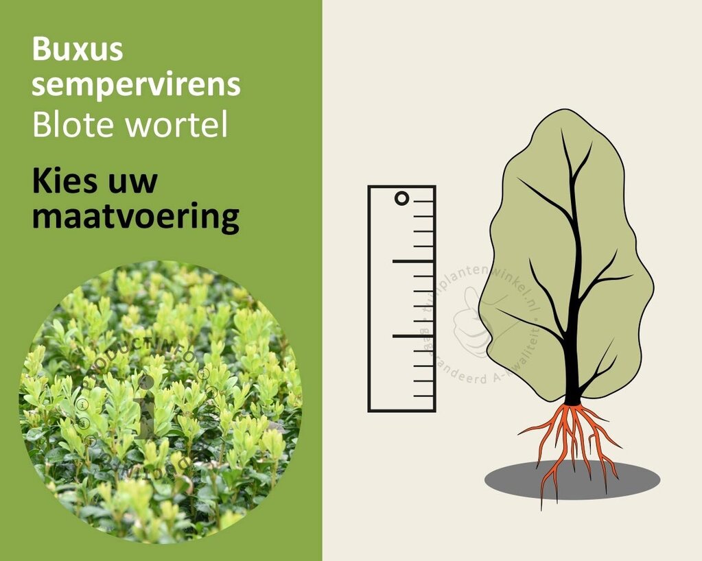 Buxus sempervirens - blote wortel