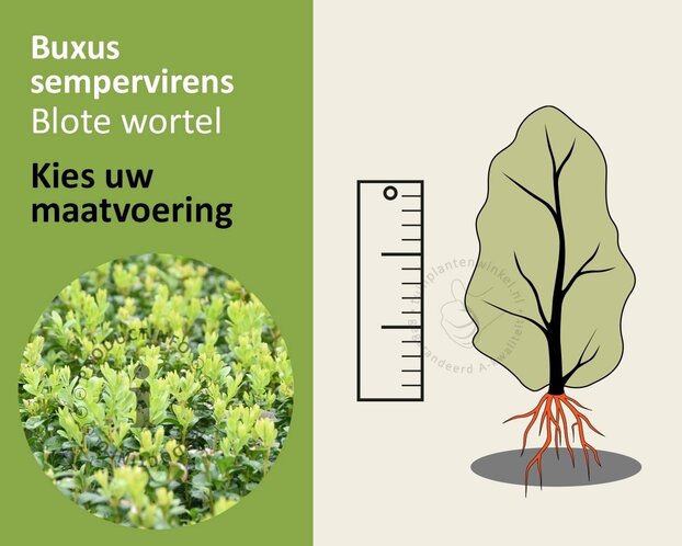 Buxus sempervirens - blote wortel