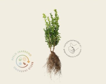 Buxus sempervirens - blote wortel