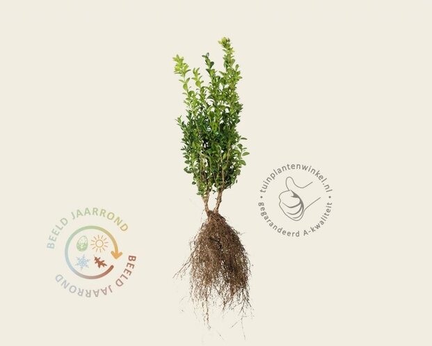 Buxus sempervirens - blote wortel