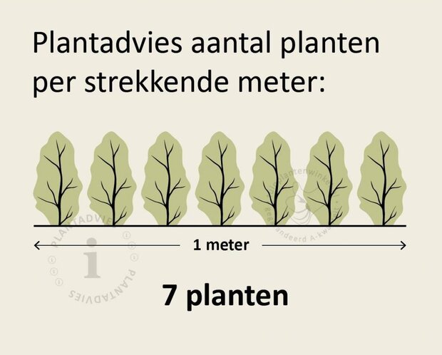 Buxus sempervirens - blote wortel