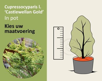 Cupressocyparis leylandii 'Castlewellan Gold' - in pot