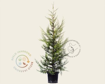 Cupressocyparis leylandii 'Castlewellan Gold' - in pot
