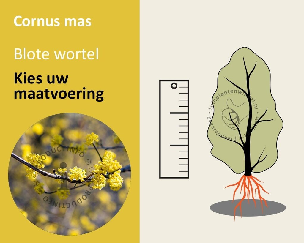 Cornus mas - blote wortel