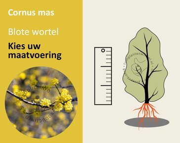 Cornus mas - blote wortel