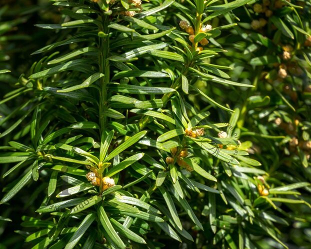 Taxus baccata 'Fastigiata' 120/140 - in pot