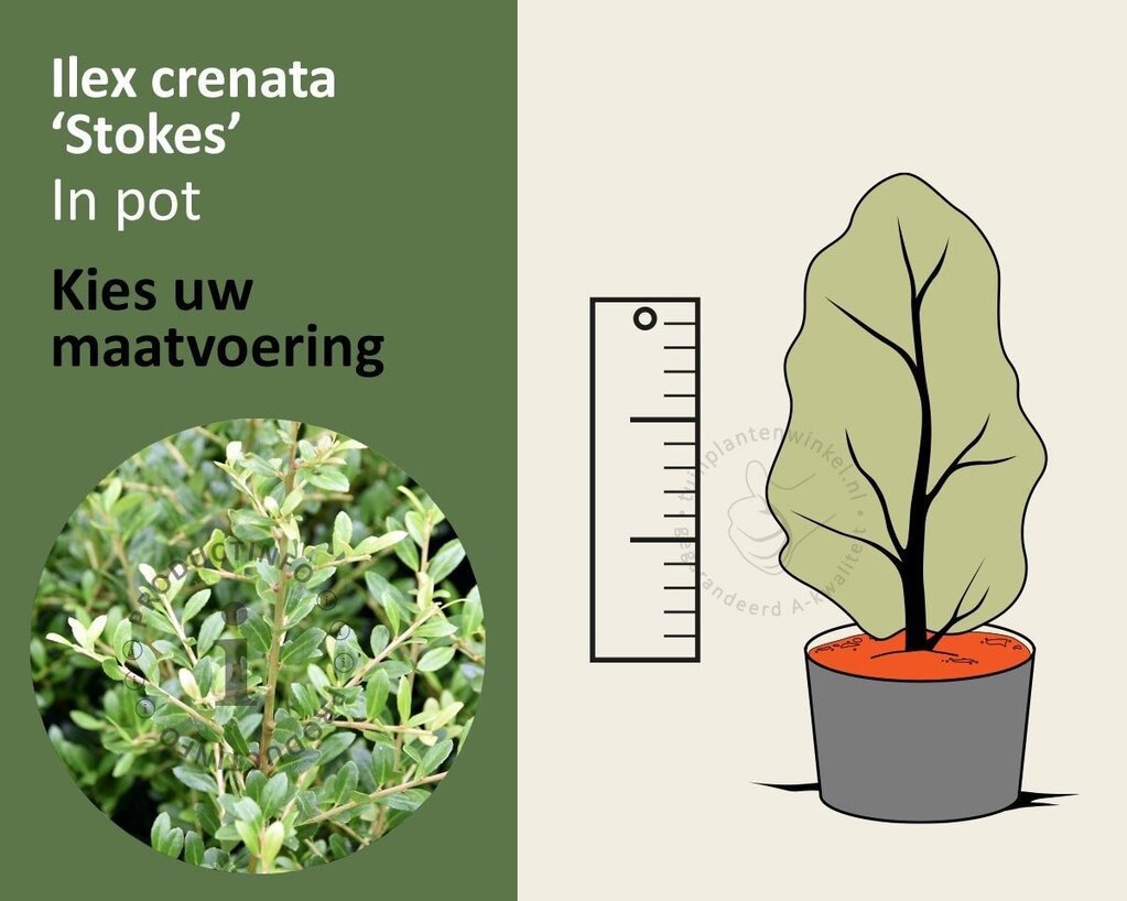 Ilex crenata 'Stokes' - in pot