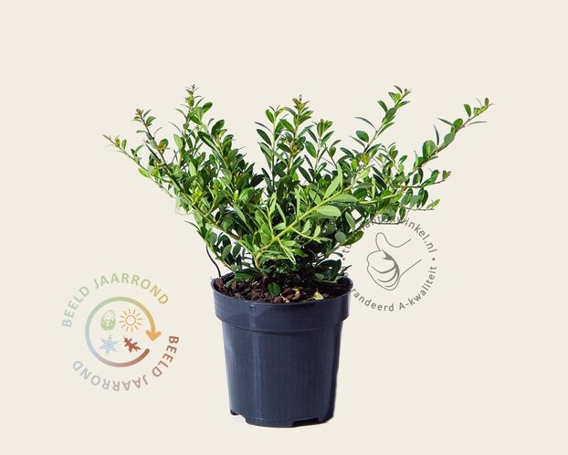 Ilex crenata 'Stokes' - in pot