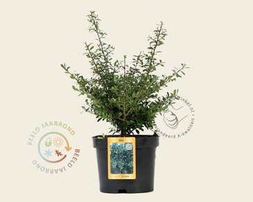 Ilex crenata 'Stokes' - in pot