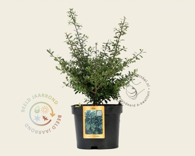 Ilex crenata 'Stokes' - in pot