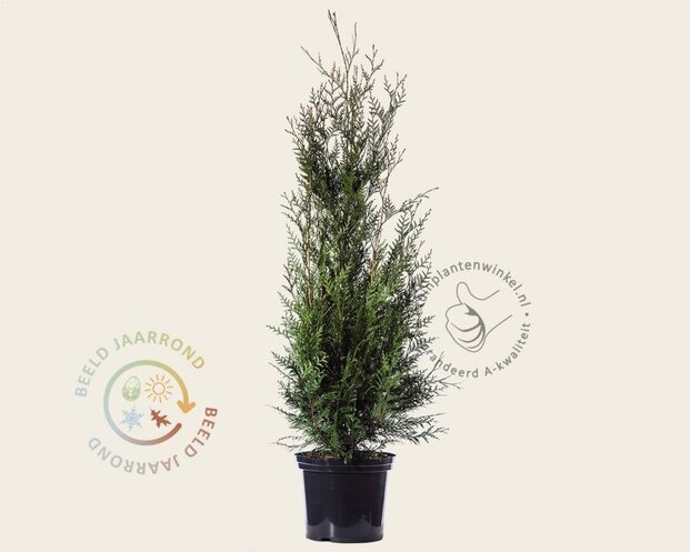 Thuja plicata 'Atrovirens' - in pot