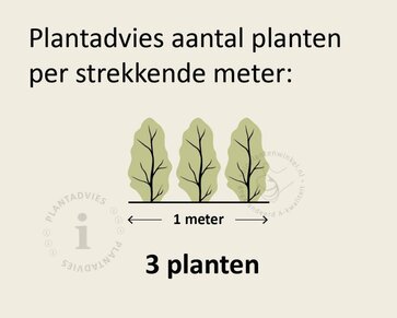 Thuja plicata 'Atrovirens' - in pot