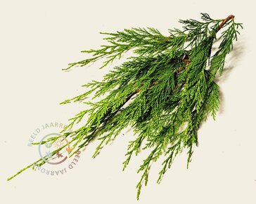 Lei-conifeer 'Leylandii'  - pakket 2 stuks + EXTRAS!