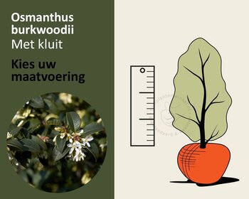 Osmanthus burkwoodii - kluit