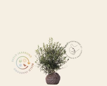 Osmanthus burkwoodii - kluit
