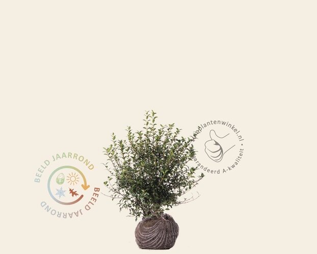 Osmanthus burkwoodii - kluit