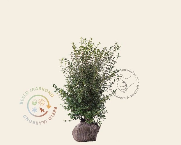 Osmanthus burkwoodii - kluit