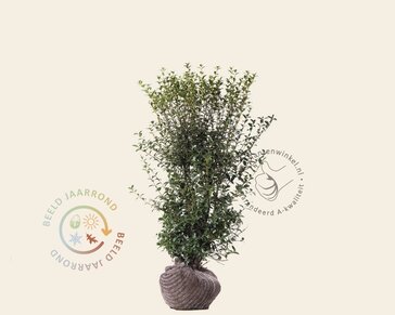 Osmanthus burkwoodii - kluit