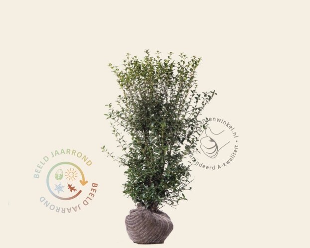 Osmanthus burkwoodii - kluit