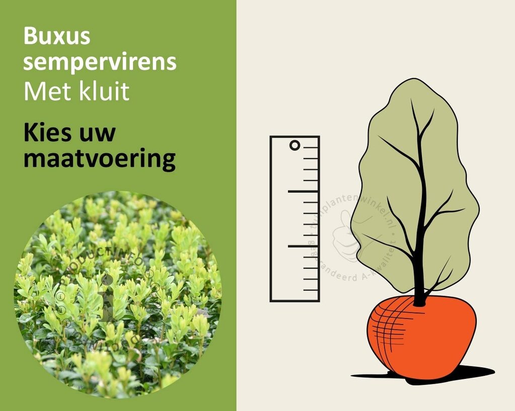 Buxus sempervirens - kluit