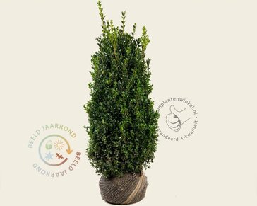 Buxus sempervirens - kluit
