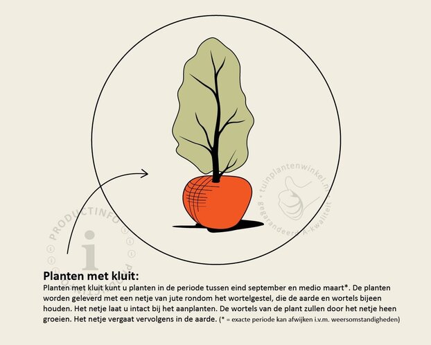 Buxus sempervirens - kluit