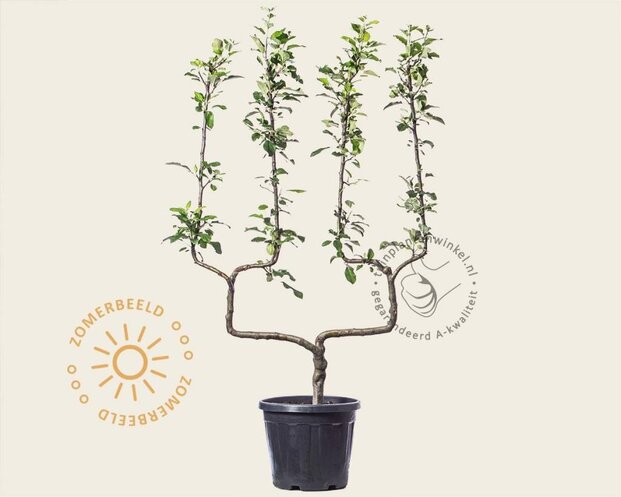 Malus domestica 'Jonagold' - dubbele U-vorm