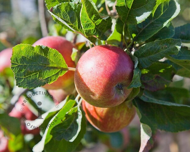 Malus domestica 'Jonagold' - dubbele U-vorm