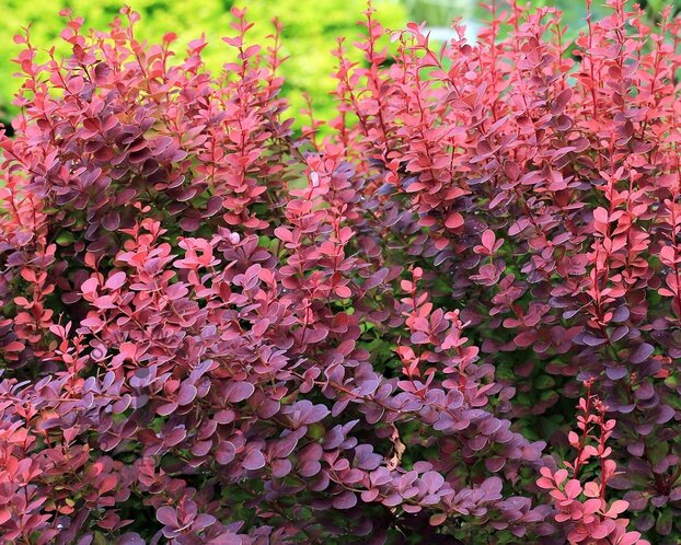 Berberis thunbergii 'Atropurpurea' - blote wortel