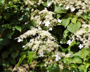 Hydrangea anomala petiolaris