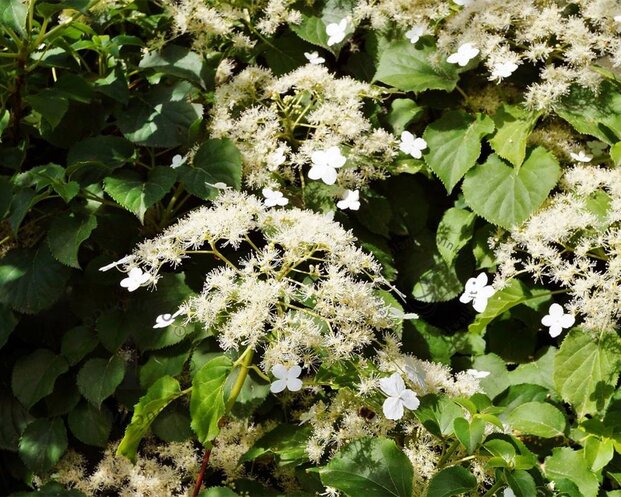 Hydrangea anomala petiolaris