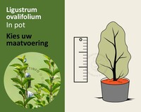 Ligustrum ovalifolium - in pot