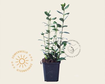 Ligustrum ovalifolium - in pot