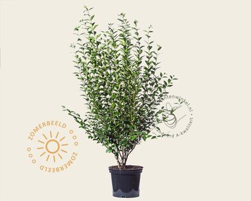 Ligustrum ovalifolium - in pot