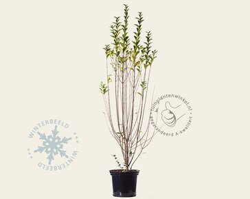 Ligustrum ovalifolium - in pot