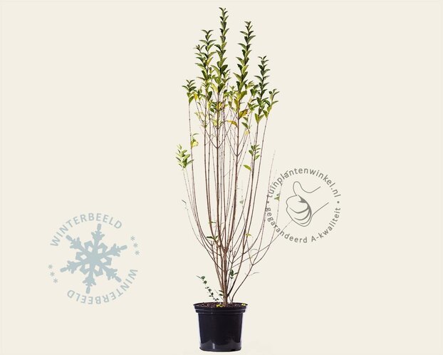 Ligustrum ovalifolium - in pot