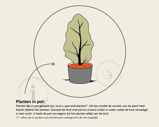 Ligustrum ovalifolium - in pot