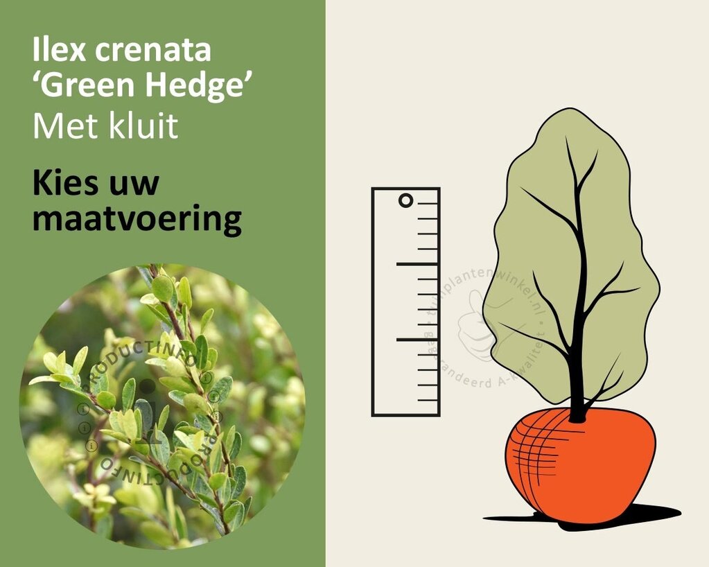 Ilex crenata 'Green Hedge' - kluit