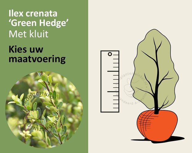 Ilex crenata 'Green Hedge' - kluit