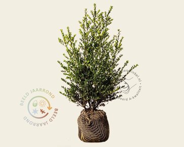 Ilex crenata 'Green Hedge' - kluit