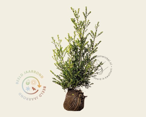 Ilex crenata 'Green Hedge' - kluit