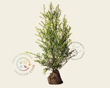 Ilex crenata 'Green Hedge' - kluit