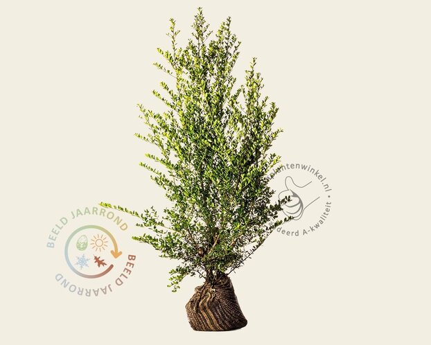 Ilex crenata 'Green Hedge' - kluit