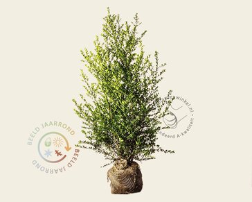Ilex crenata 'Green Hedge' - kluit