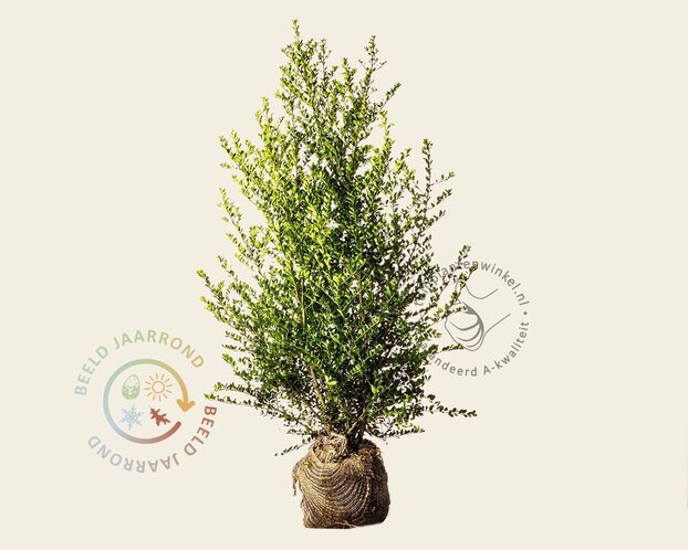 Ilex crenata 'Green Hedge' - kluit