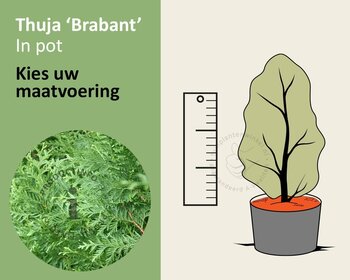 Thuja occidentalis 'Brabant' - in pot