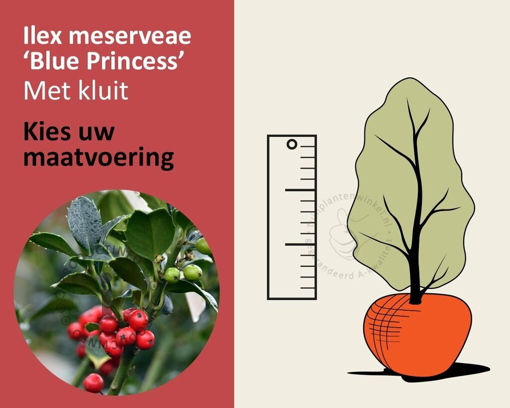 Ilex meserveae 'Blue Princess' - kluit