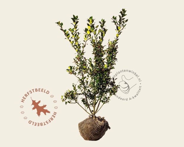 Ilex meserveae 'Blue Princess' - kluit